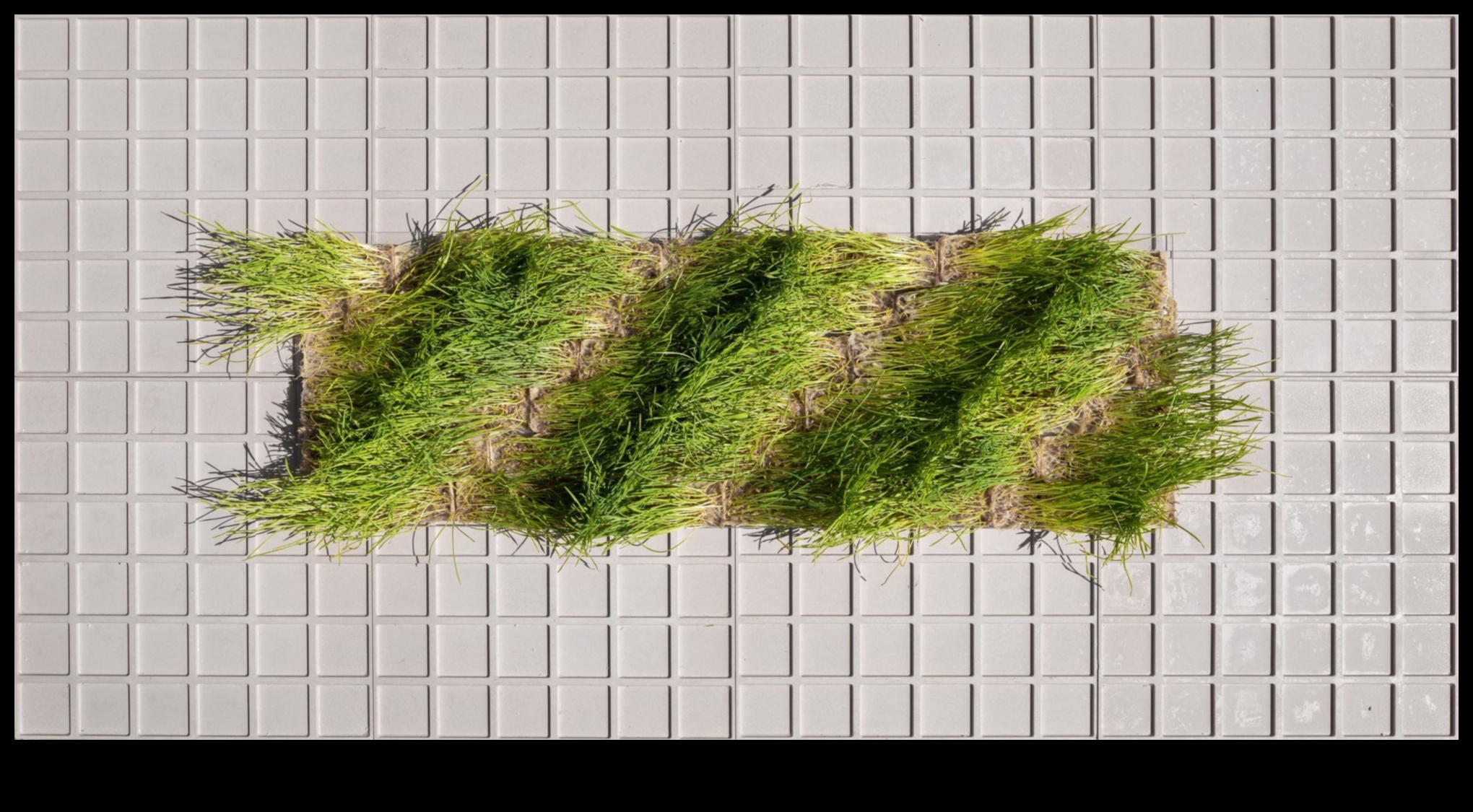 הקנבס הירוק שבו רעיונות משתרשים וגדלים לפתרונות ברי קיימא 1 הקנבס הירוק: המקום שבו רעיונות הופכים למציאות ידידותית לסביבה